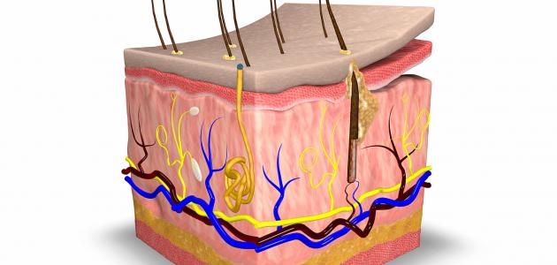 موضوع عن الجلد - تعبير وتفاصيل بسيطة عن اهمية الجلد 4108 11