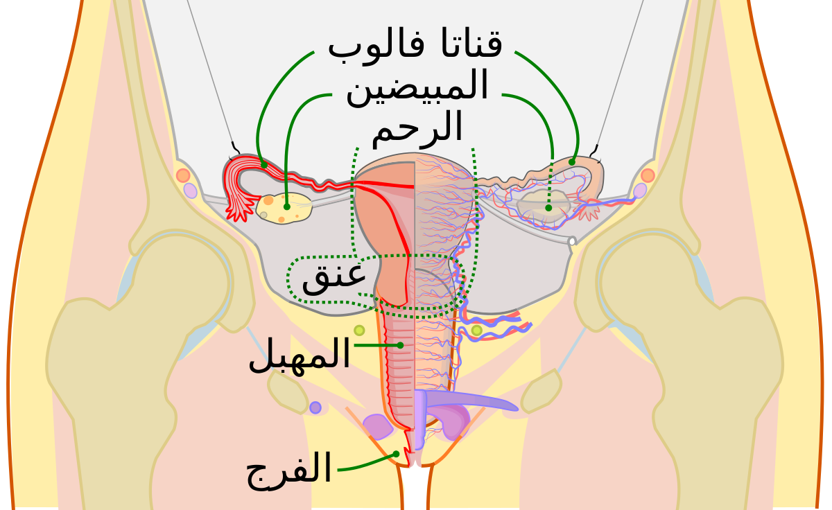 هرمونات الدورة الشهرية - دخول مفاجئ لمودك 1010 4