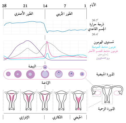 متى الدورة الشهرية , كيف اعرف ميعاد الدوره الشهريه