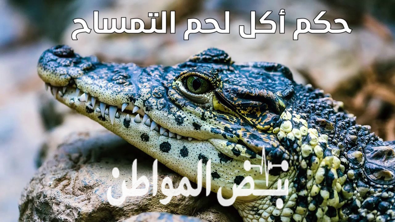 حكم اكل لحم التمساح , هل اكل التمساح حرام