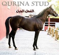 من اسماء الخيل - اسماء متنوعه للخيول 1318