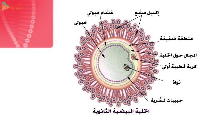 كيف يتكاثر الانسان - الزياده البشريه المستمره 1239 5