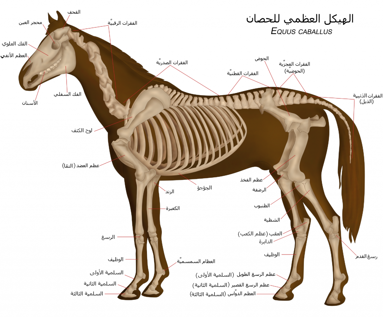 من اسماء الخيل - اسماء متنوعه للخيول 1318