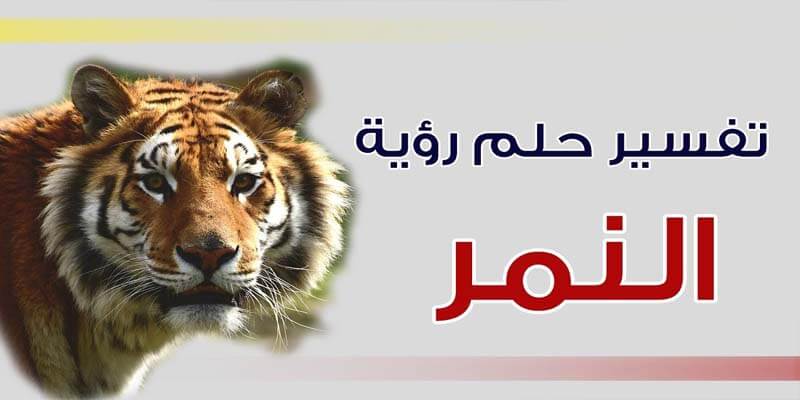 تفسير الاحلام النمر , ياترى ايه اللى بتحمله رؤيه النمر