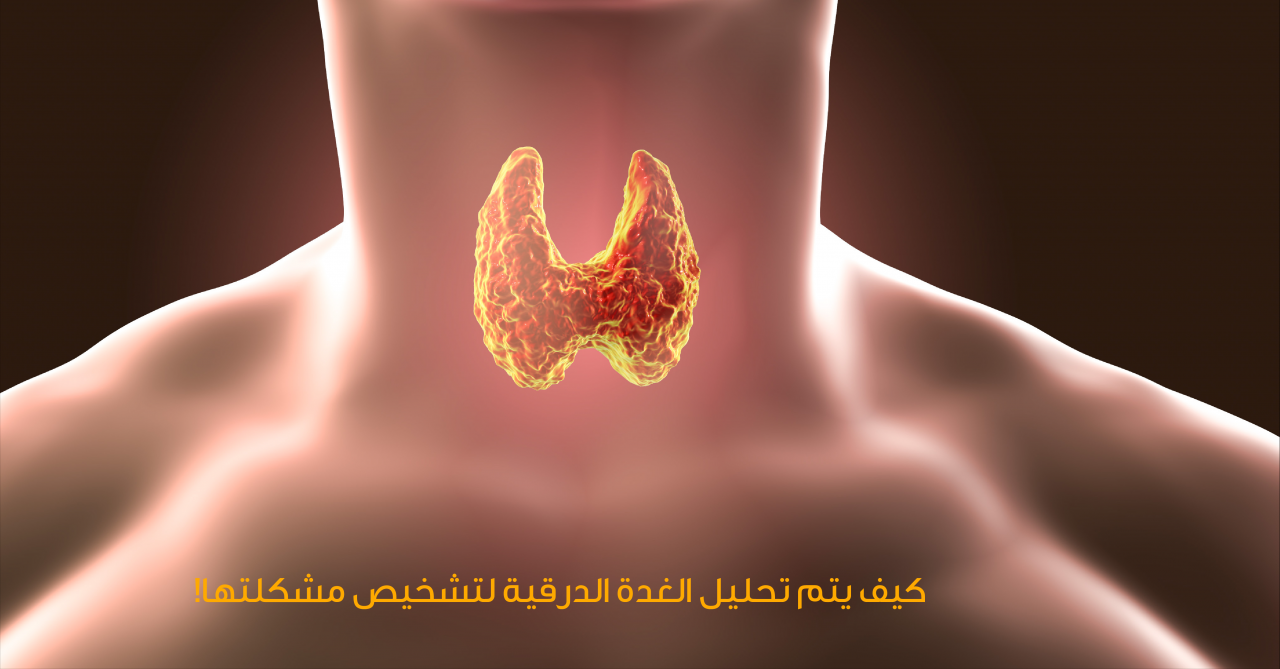 كيف يتم تحليل الغدة الدرقية , كيفية تحليل واحدة من الغدد الصماء