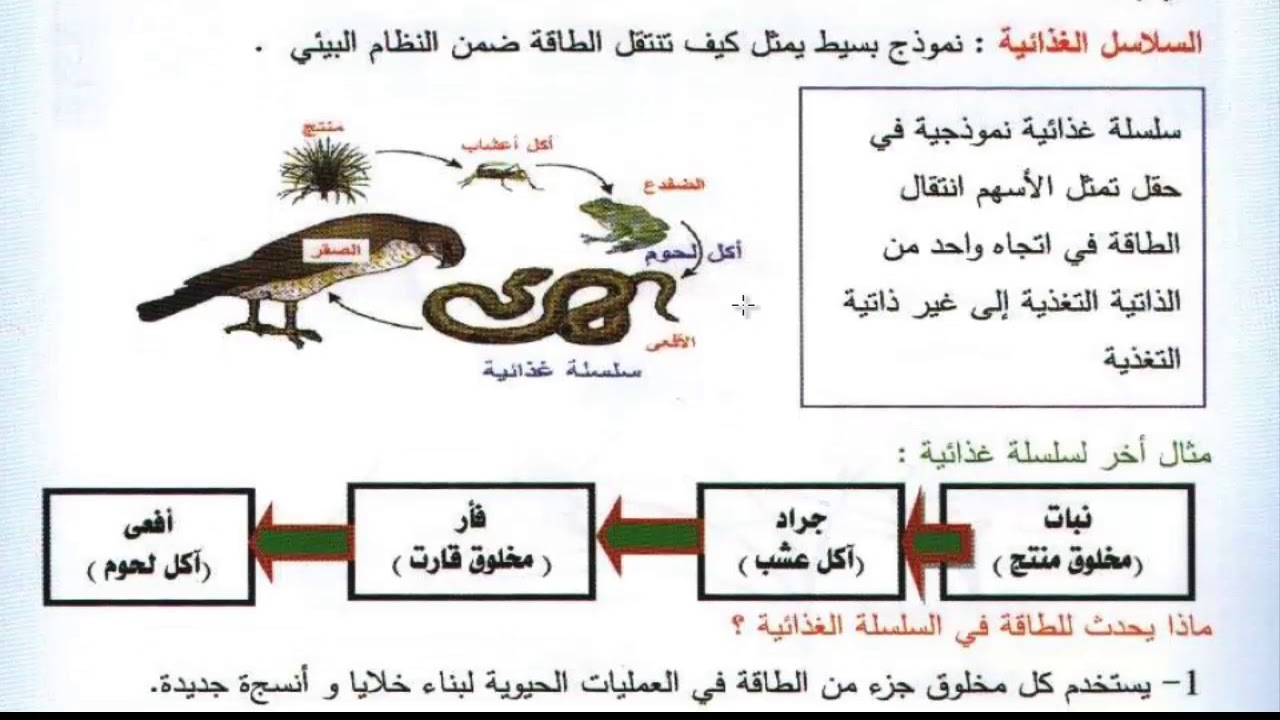 نموذج بسيط يمثل كيف تنتقل الطاقة ضمن النظام البيئي , انتقال الطاقة ضمن النظام البيئي طريقة سهلة