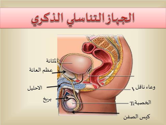 كيف يتكاثر الانسان - الزياده البشريه المستمره 1239 11