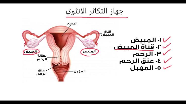 كيف يتكاثر الانسان - الزياده البشريه المستمره 1239 1