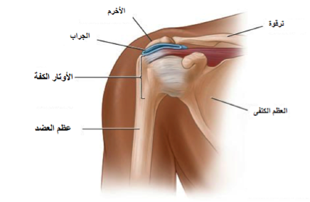 الم مفصل الكتف - كيف اتخلص من الم الكتف و المفاصل 470 2