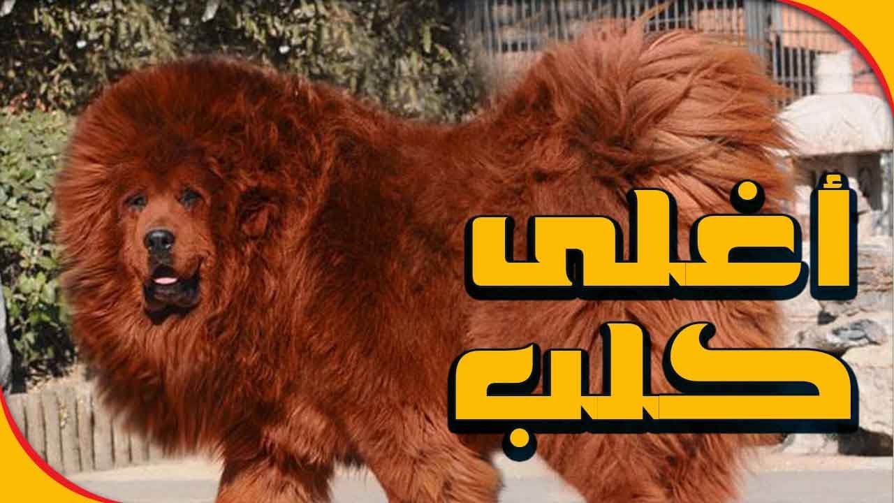 اغلى الكلاب في العالم -كلاب غالية جدا في الثمن تعرف عليها 2814 1