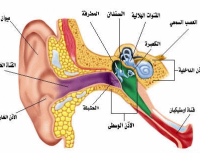 افضل مضاد حيوي لالتهاب الاذن الوسطى , علاج قوي للالتهابات عدوي الاذن الوسطي بالمضادات الحيوية الشديدة