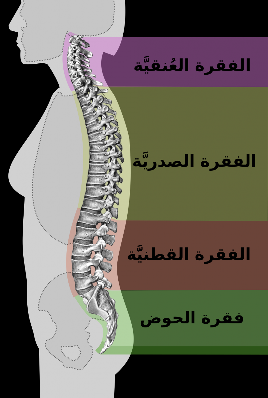 كم عدد فقرات العمود الفقري، عدد الفقرات التي تكون العمود الفقري 2083