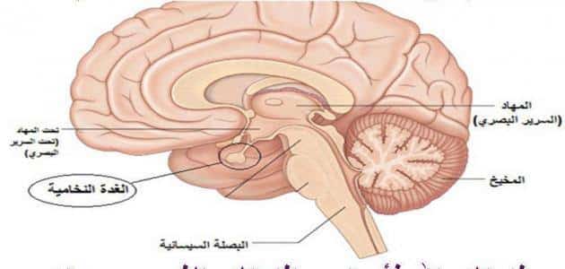 الغدة النخامية وعلاجها بالاعشاب - كل مايهم الغده النخاميه للانسان 1541 5