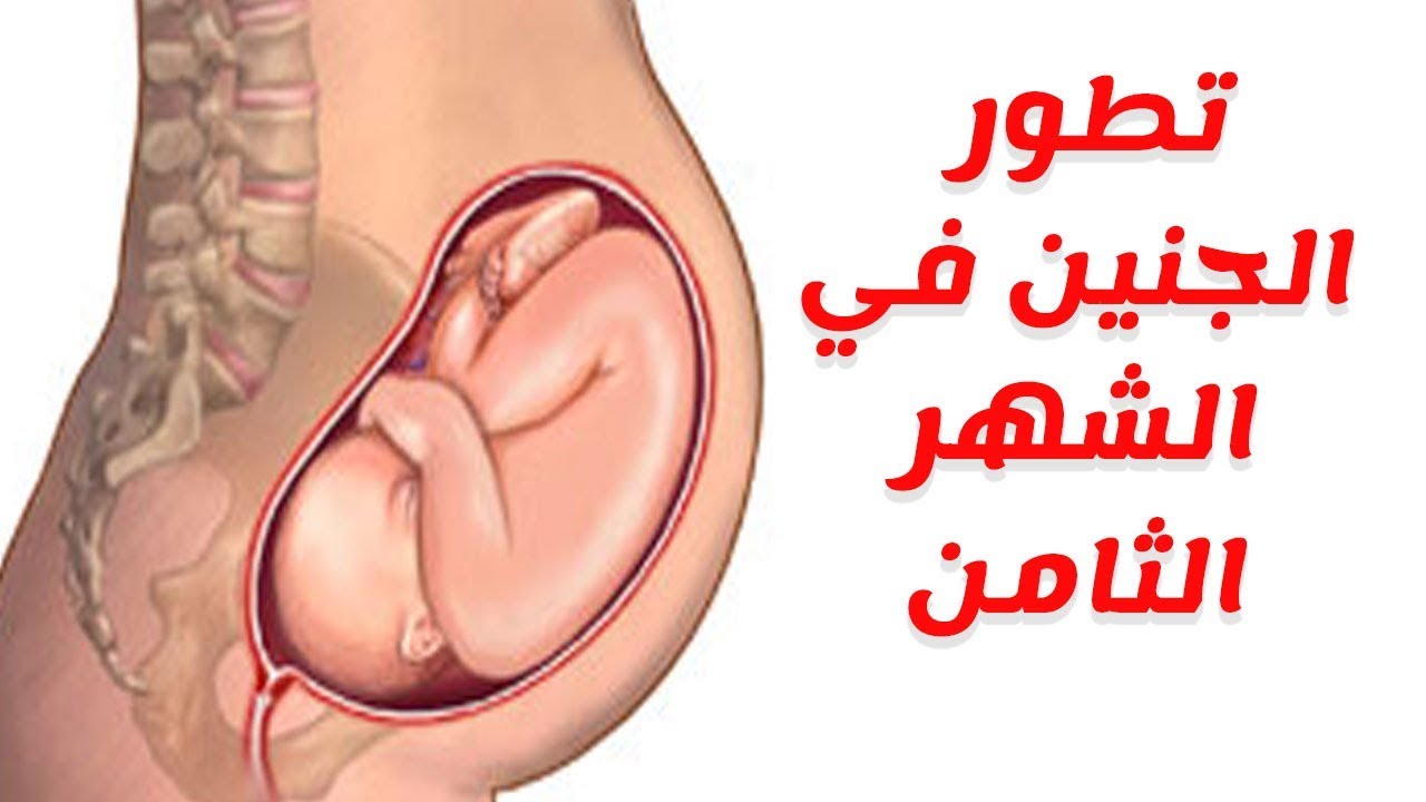 معلومات عن الحمل - اهم معلومات عن الحمل 59727 4