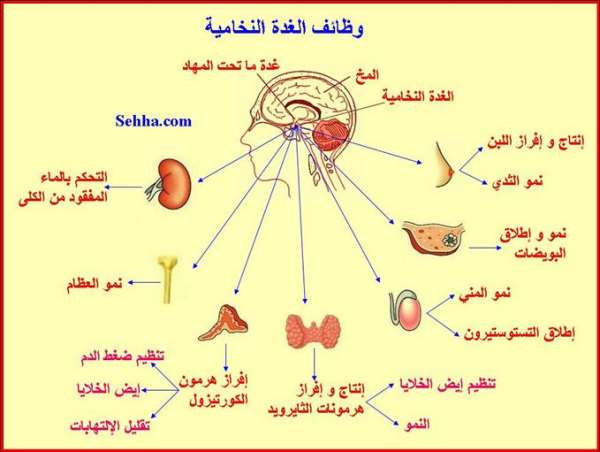 الغدة النخامية وعلاجها بالاعشاب - كل مايهم الغده النخاميه للانسان