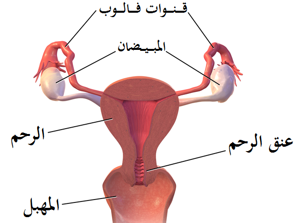 الرحم عند النساء - ما هو الرحم عند السيدات 3676