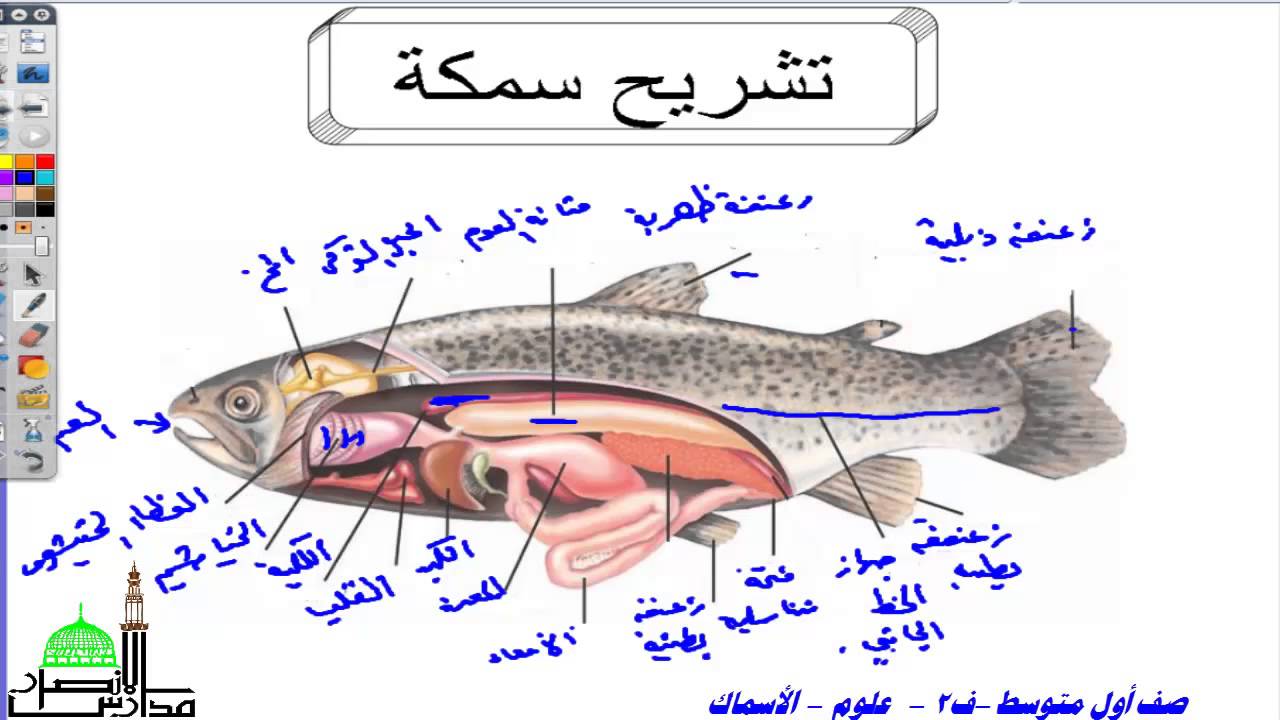 بحث قصير عن الاسماك ،موضوع تعبيري عن اهميه الاسماك 2282 2