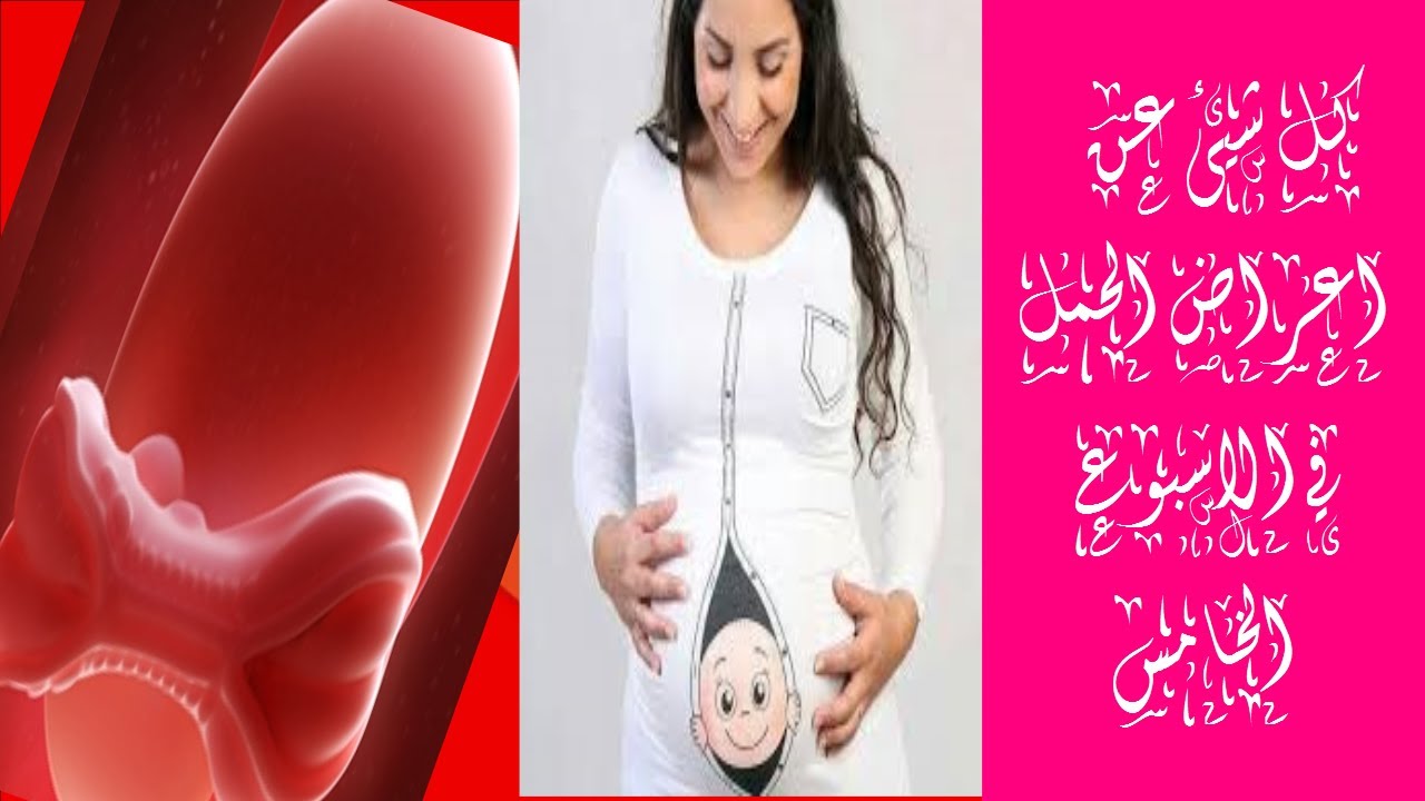 معلومات عن الحمل - اهم معلومات عن الحمل 59727 3