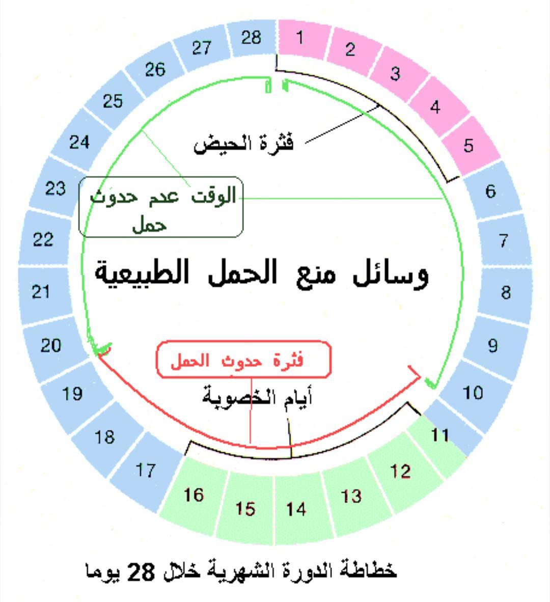 ما هي فترة الاباضة عند المراة , متى تنتج البويضة