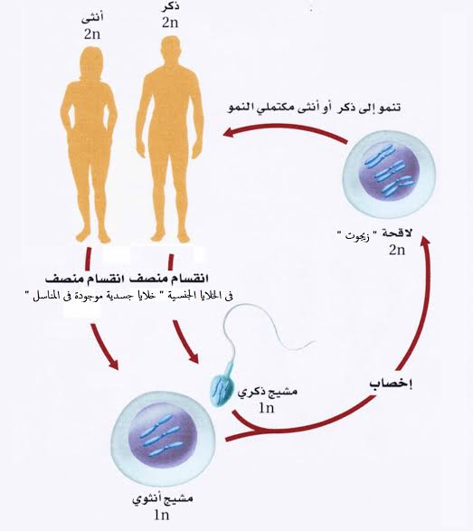 كيف يتكاثر الانسان - الزياده البشريه المستمره 1239 7