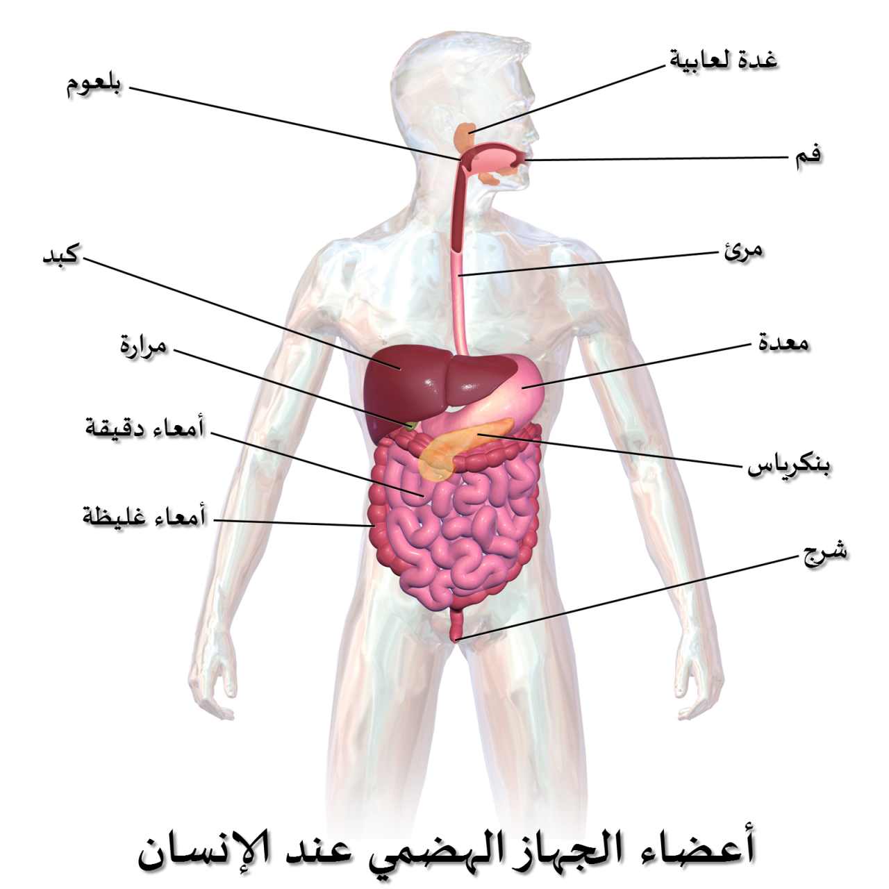 رسم تخطيطي للجهاز الهضمي , رسم تخطيطي بالبيانات للجهاز الهضمي