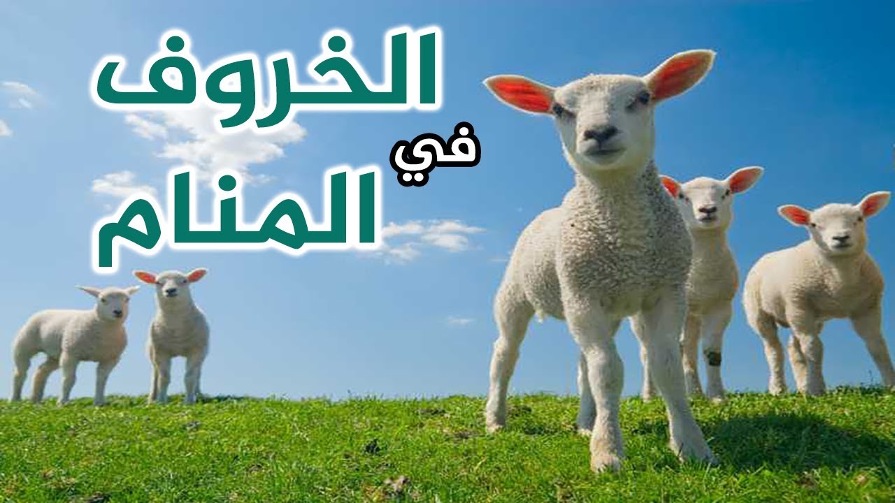 تفسير حلم الخروف الاسود خروفي طلعلي في الحلم يخوفي احلى حلوات